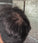 Keratain haarvezels - Donkerblond (25 gr)